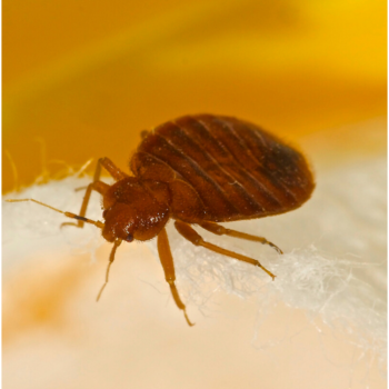 bed bug control bromley