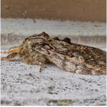 Professional Moth Extermination Bromley