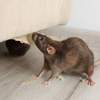 Affordable Rodent Control Experts in Bromley