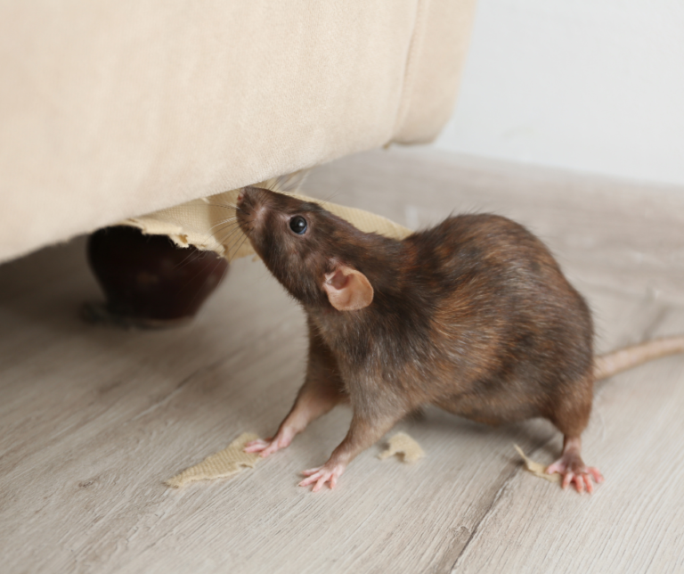 Affordable Rodent Control Experts in Bromley