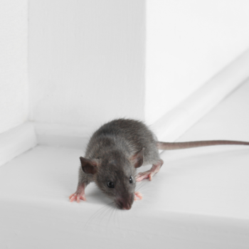 Mice Proofing Your Home in Bromley